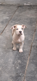 Cuccioli american bully xl
