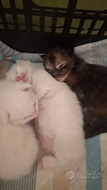 Cuccioli maine coon
