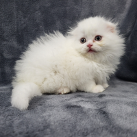 Cucciola femmina di scottish fold highland