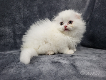 Cucciola femmina di scottish fold highland