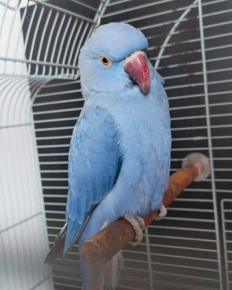 Pappagallo