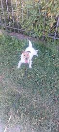 Parson jack Russel terrier