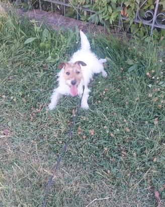 Parson jack Russel terrier