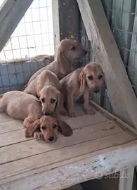 Cuccioli Segugio