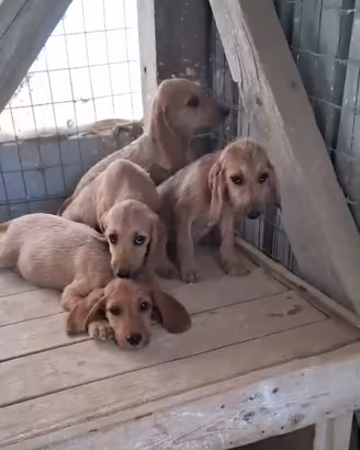 Cuccioli Segugio