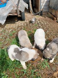 Cuccioli pastore del caucaso/pirenei