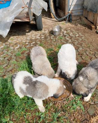 Cuccioli pastore del caucaso/pirenei
