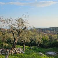 Piante di olive Itrana