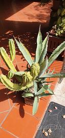 composizione agave mirtillocactus 