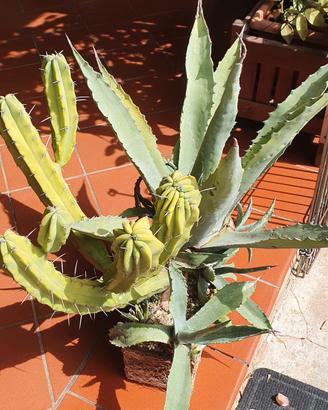 composizione agave mirtillocactus 