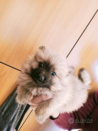 Spitz di pomerania toy