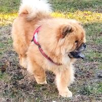 Prenotazioni cuccioli Chow Chow