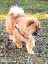 Prenotazioni cuccioli Chow Chow