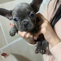 Cuccioli di carlino e bulldog francese disponibili