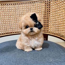 Maltipoo cuccioli F1 disponibili