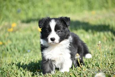 Cuccioli di border collie