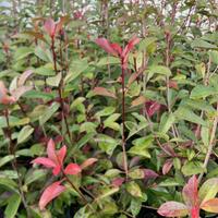 Spiepe photinia red robin