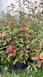 Spiepe photinia red robin