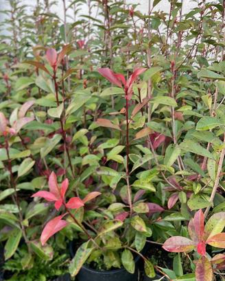 Siepe photinia red robin