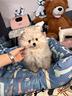 spitz-volpino-pomerania-mini-m