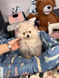 Spitz volpino Pomerania mini M