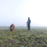 Becco meticcio(caprone)