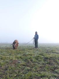 Becco meticcio(caprone)