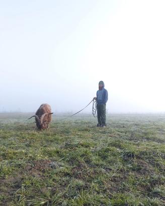 Becco meticcio(caprone)