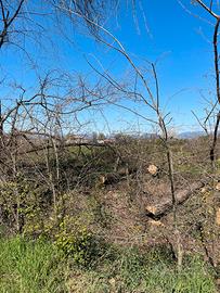 Alberi tagliati da legna