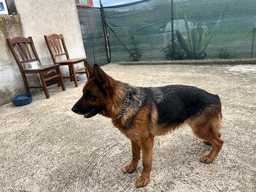 Pastore tedesco con pedigree