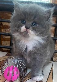 Gattina persiana normotipo doll face FEMMINA