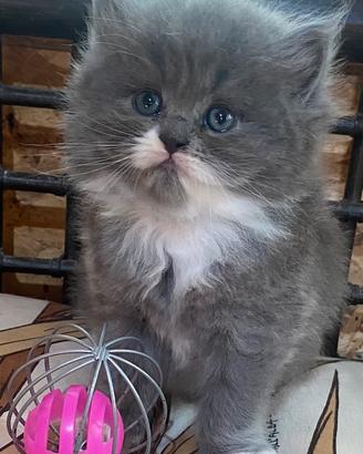 Gattina persiana normotipo doll face FEMMINA