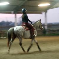 Cavallo per principianti