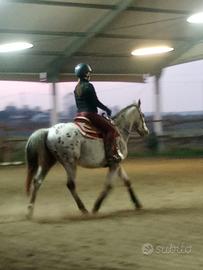 Cavallo per principianti