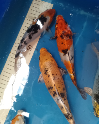 Carpe Koi