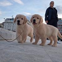 Golden retriver linea americana