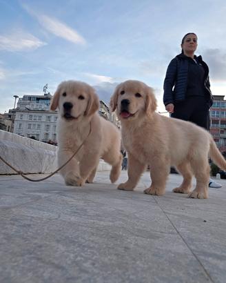 Golden retriver linea americana
