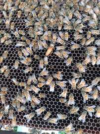 Nuclei Sciami api ligustica