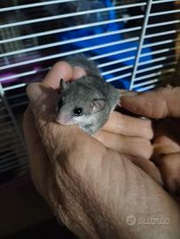 Cuccioli di Minighiro Africano coda bianca