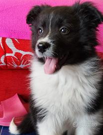 Cucciola dii Pastore Australiano (3 mesi)