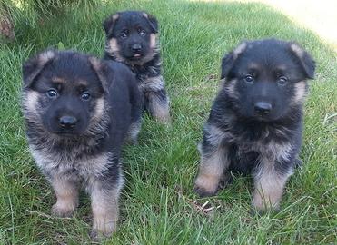 Cuccioli di pastore tedesco