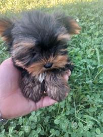 Yorkshire terrier