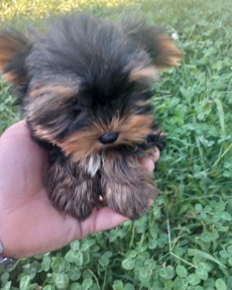 Yorkshire terrier