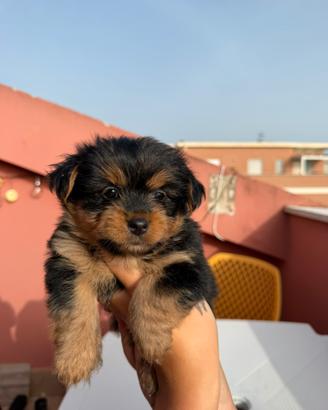 Cuccioli Yorkshire Terrier