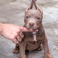 American pitbull terrier