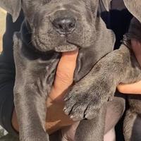 Cuccioli di cane corso