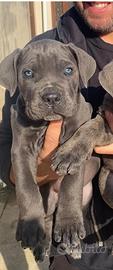 Cuccioli di cane corso