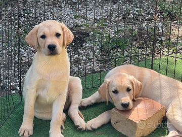 Labrador cuccioli