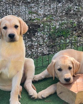 Labrador cuccioli