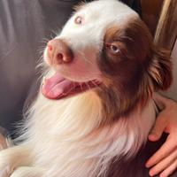 Border collie per monta